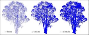 Individual Tree Analysis