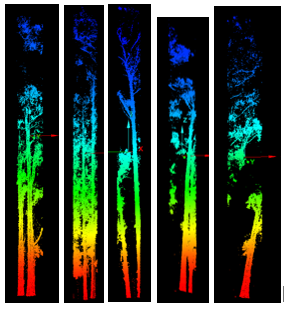 Satisfactory stem extraction example