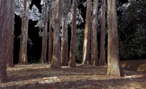 A Quiet Sunday Afternoon on the Banks of Strawberry Creek - LiDAR point cloud visualization