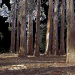 Two Years in Points — Strawberry Creek point cloud